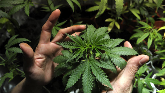 超過半數(shù)美國(guó)民眾支持大麻合法化