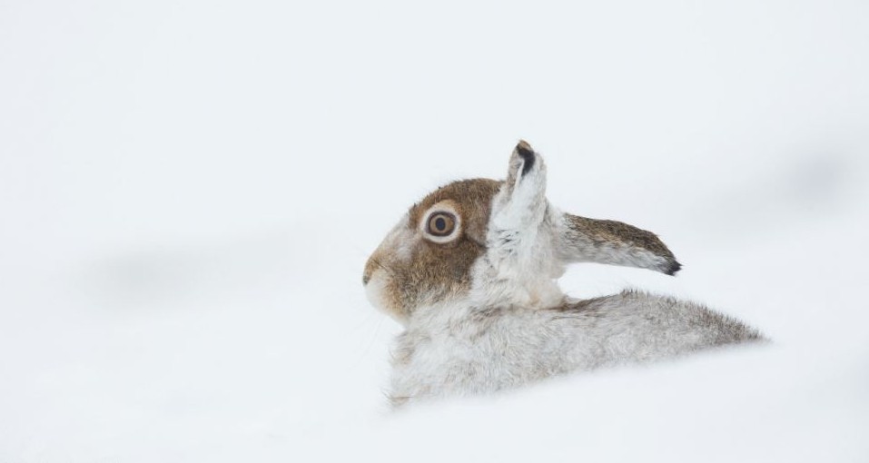 組圖：白熊拆禮物松鼠打雪仗 小動物們的圣誕時刻