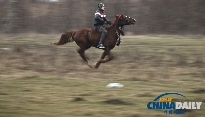 羅馬尼亞人縱馬馳騁慶祝主顯節 矮腳小馬萌翻鏡頭