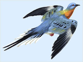 passenger pigeon(候鴿)