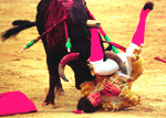 Pamplola Bull-running Fiesta（西班牙奔牛節）