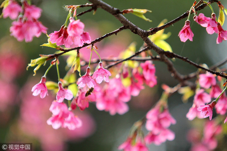 踏青季：春天盛開的9種鮮花 哪一種最美？（組圖）