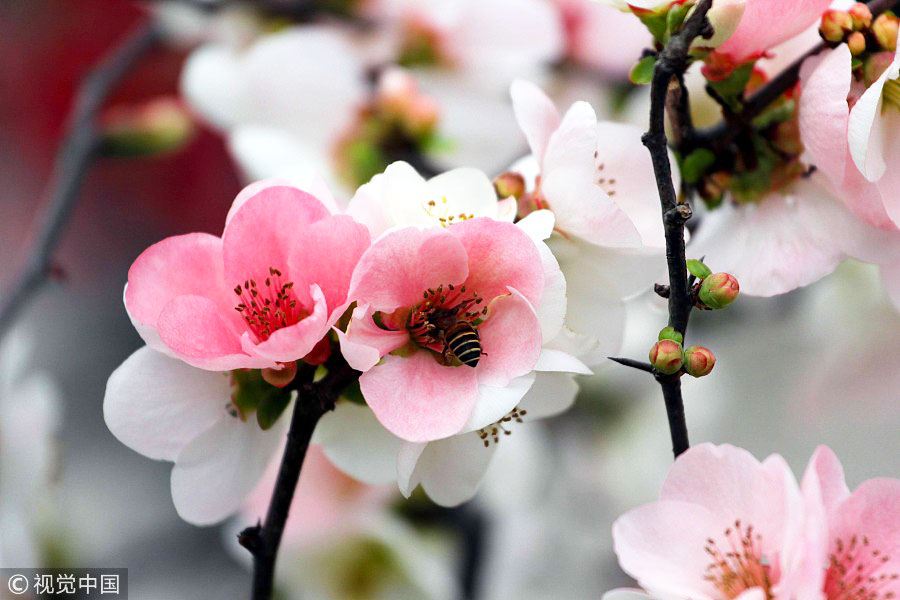 踏青季：春天盛開的9種鮮花 哪一種最美？（組圖）
