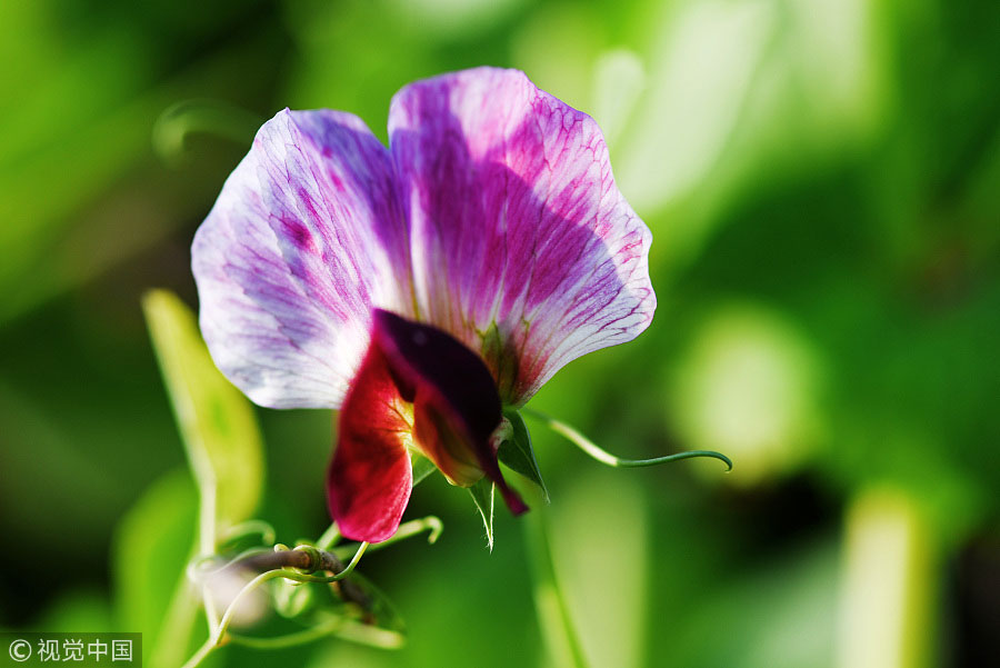 踏青季：春天盛開的9種鮮花 哪一種最美？（組圖）