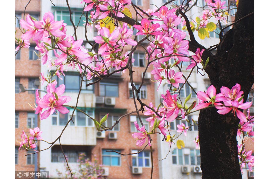 踏青季：春天盛開的9種鮮花 哪一種最美？（組圖）