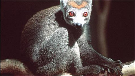 Madagascar Animals 馬達加斯加動物