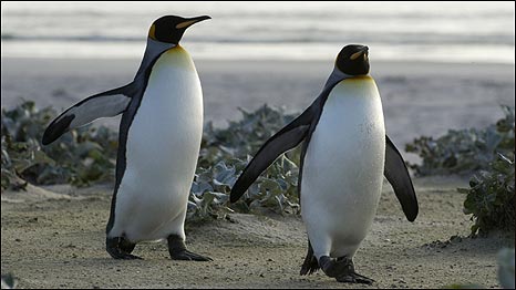 Tagged Penguins 帶標記企鵝健康受影響