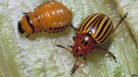 Spread of crop pests 莊家病蟲害擴(kuò)散