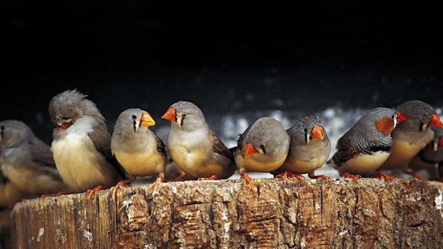 Zebra finch 'heat song' changes hatchling development “珍珠鳥(niǎo)”高溫時(shí)的鳴叫有助于雛鳥(niǎo)生長(zhǎng)