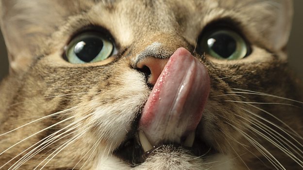 Cat got your tongue? 不吭聲，無言以對