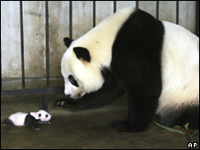 Bras, Beer and Pandas 文胸，啤酒和熊貓