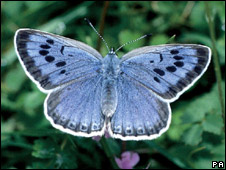 UK Butterflies In Decline 英國蝴蝶蹤跡難覓
