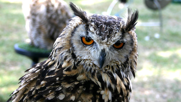 Wise old owl 生活經驗豐富的人