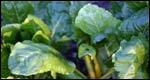 Environment/Gardening 環境/園藝