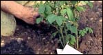 Environment/Gardening 環境/園藝