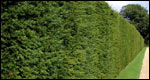 Environment/Gardening 環境/園藝