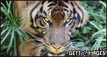 Year of the Tiger 虎年小測驗