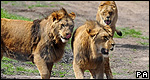 Animals: Collective Nouns 動物世界：集合名詞