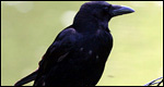 Animals: Collective Nouns 動物世界：集合名詞