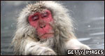 Animals: Classifications 動物：分類