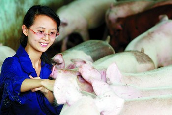 藝術系美女去養豬 養豬博客引來眾“粉絲”