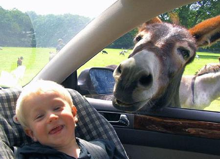 Drive through zoo 當(dāng)人類從動物園駛過