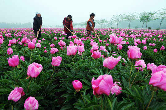 五月，來亳州看芍花