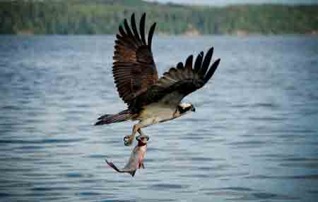A Field Mouse or an Osprey 田鼠與魚(yú)鷹的啟示