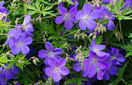 全球變暖會(huì)使花變得更香？