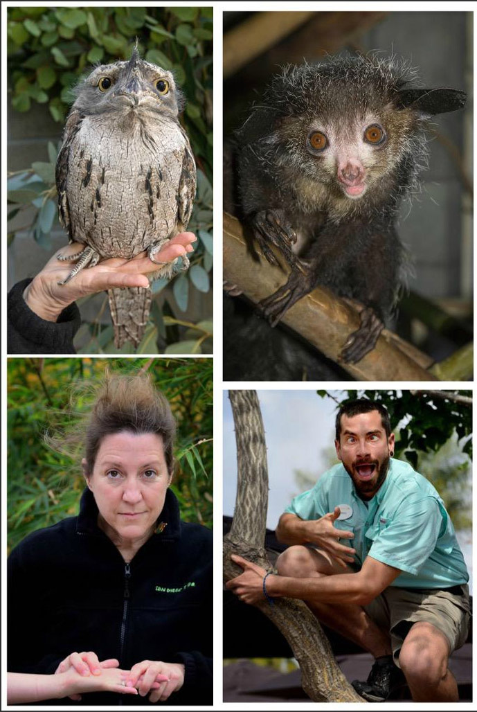 腦洞大開！澳大利亞飼養員模仿動物大賽