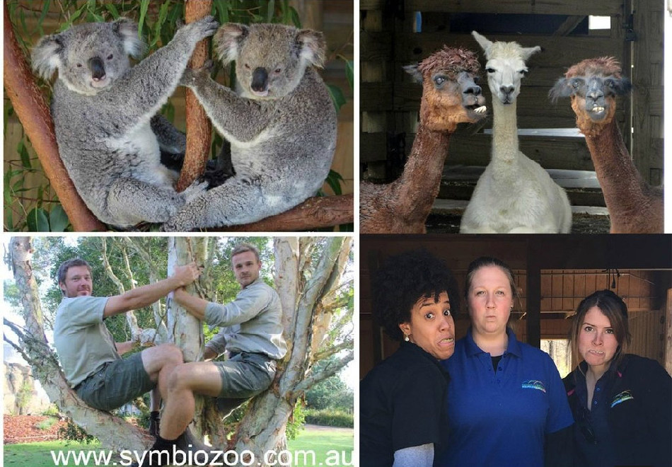 腦洞大開！澳大利亞飼養員模仿動物大賽