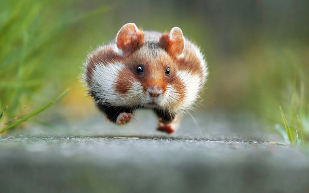 萌翻天!2015最逗比動物圖集