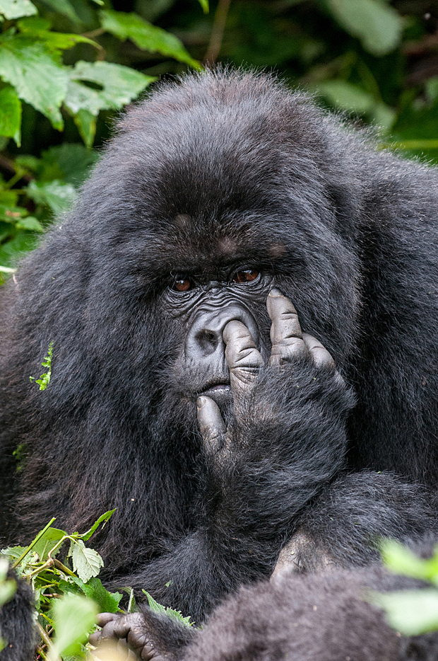 萌翻天！2015最逗比動物圖集