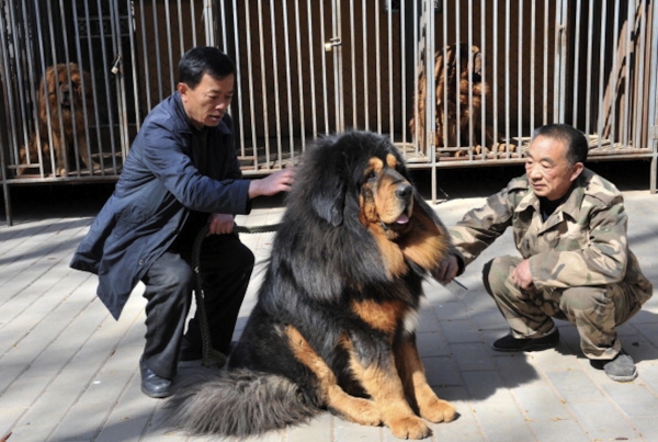 基因研究發(fā)現(xiàn)狗起源于中國(guó)