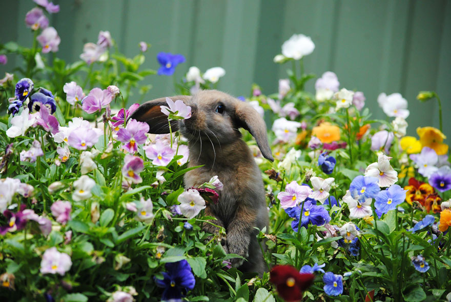 萌化了：聞花的動物們（組圖）
