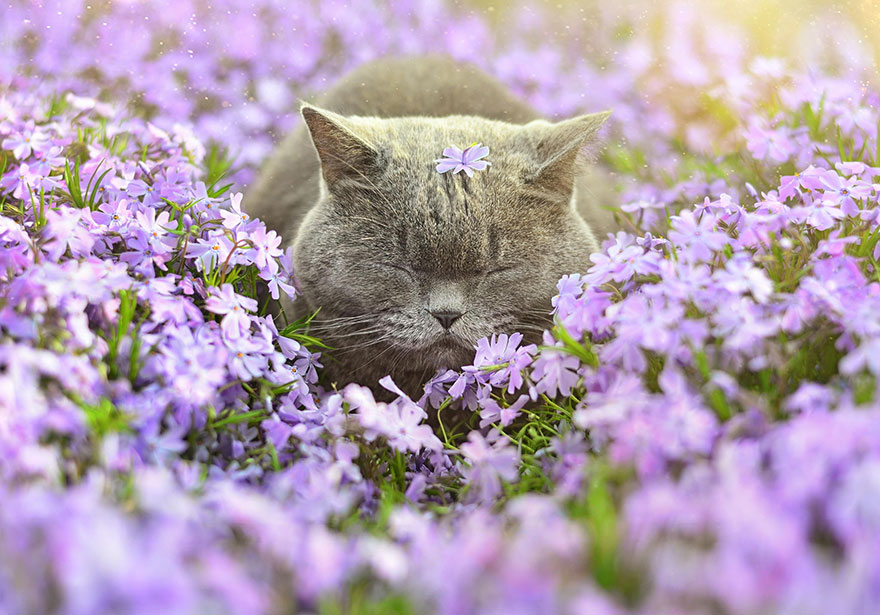 萌化了：聞花的動物們（組圖）