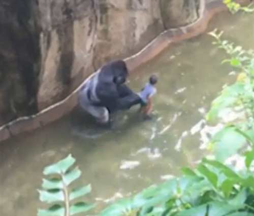 四歲男童爬入猩猩池，動物園射殺大猩猩引爭議