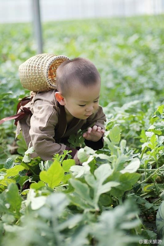 2歲萌娃吆喝自家西瓜 這個(gè)“瓜娃子”要火！（組圖）