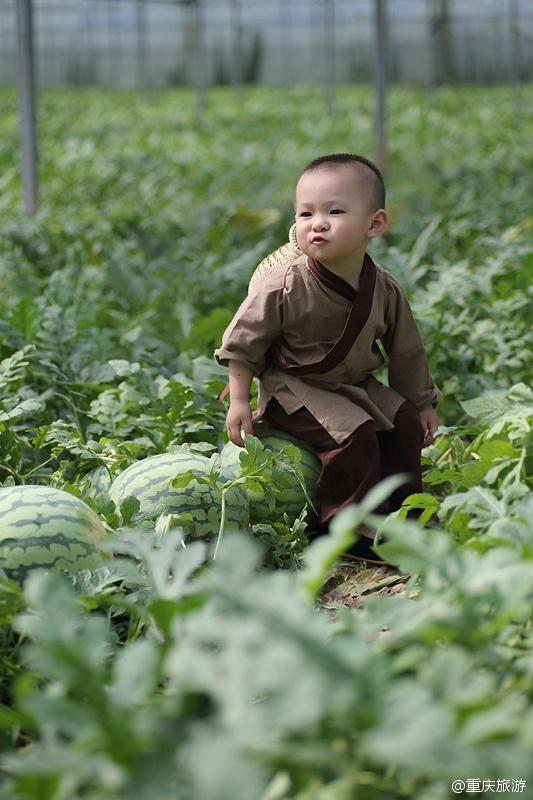 2歲萌娃吆喝自家西瓜 這個“瓜娃子”要火！（組圖）