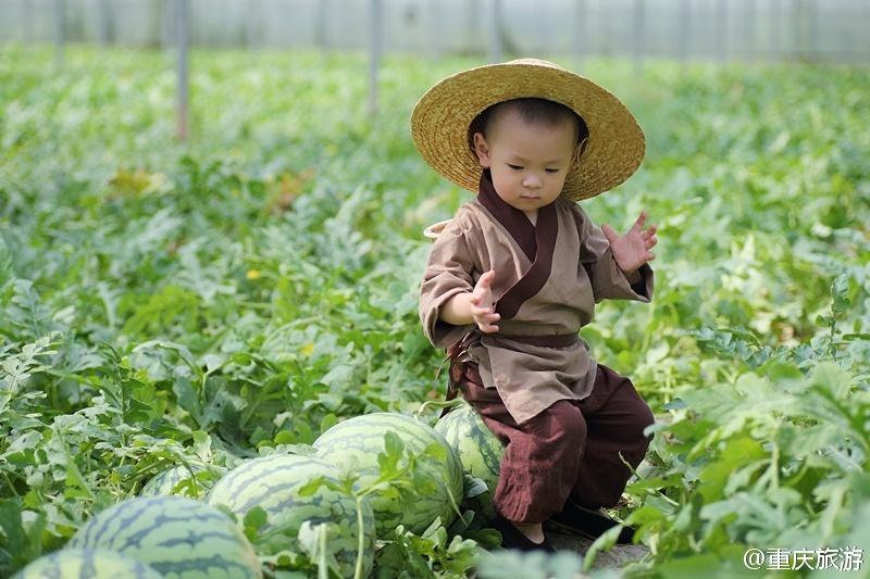 2歲萌娃吆喝自家西瓜 這個“瓜娃子”要火！（組圖）