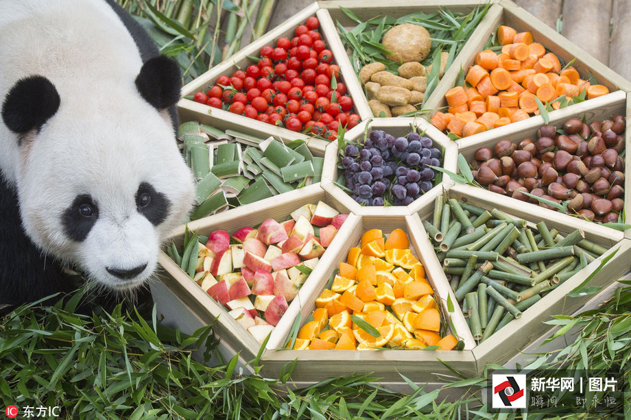 吃得開心！韓國動物園大熊貓提前享受節日大餐（組圖）