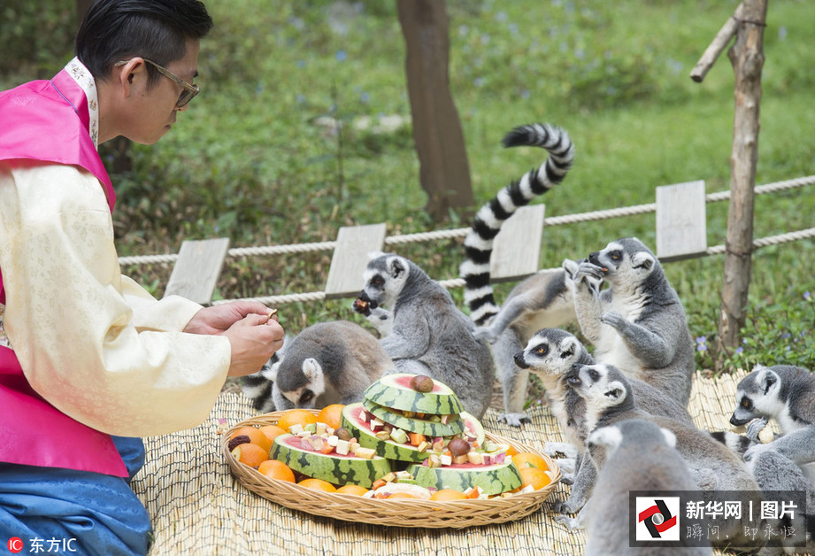 吃得開心！韓國動物園大熊貓提前享受節日大餐（組圖）