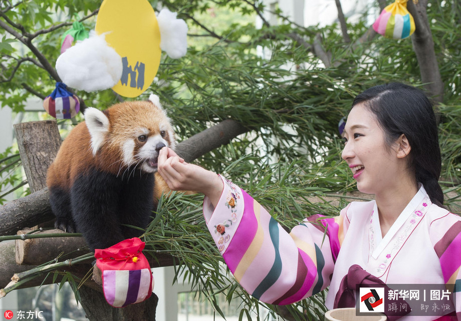 吃得開心！韓國動物園大熊貓提前享受節日大餐（組圖）