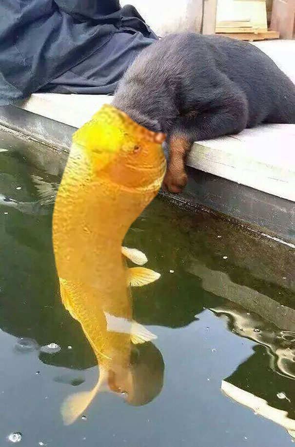狗魚之吻引發的PS大戰（組圖）
