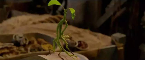 《神奇動(dòng)物》里都有哪些神奇的動(dòng)物？
