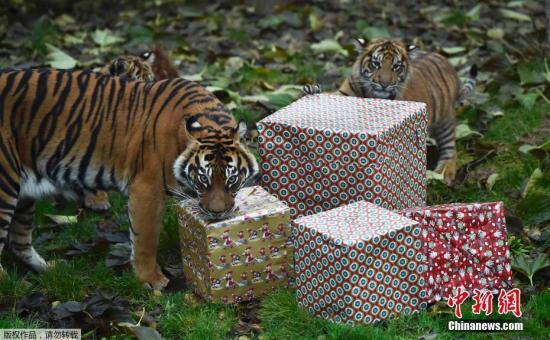 倫敦動物園發圣誕禮物 霸氣小老虎“怒拆”禮物