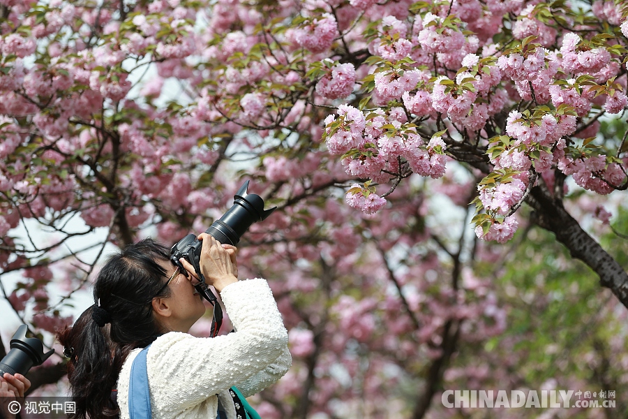 大好春光豈可負(fù)？世界各地盡享花海美景（組圖）