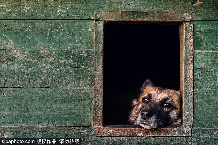 人類最好的朋友 英國(guó)年度狗狗攝影師獲獎(jiǎng)作品（組圖）