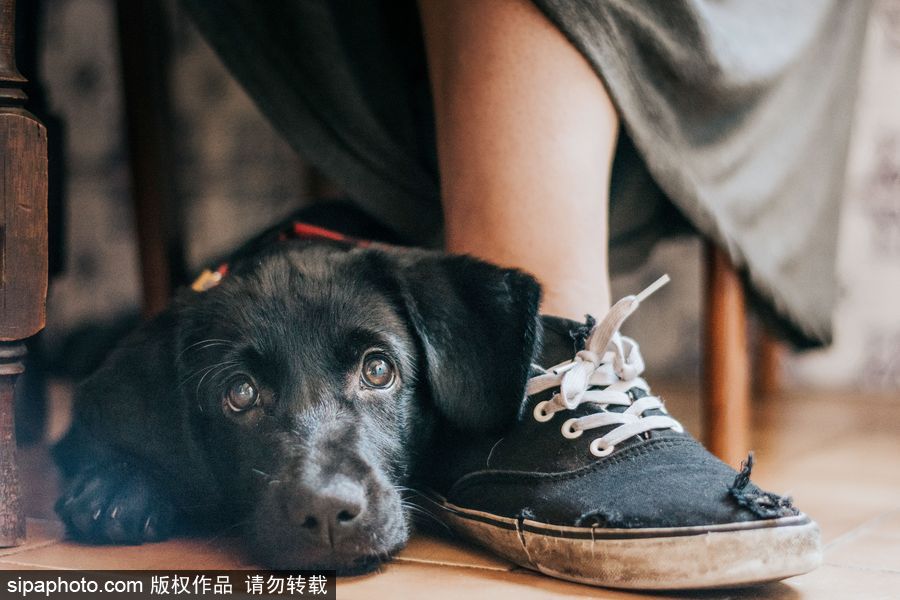 人類最好的朋友 英國(guó)年度狗狗攝影師獲獎(jiǎng)作品（組圖）