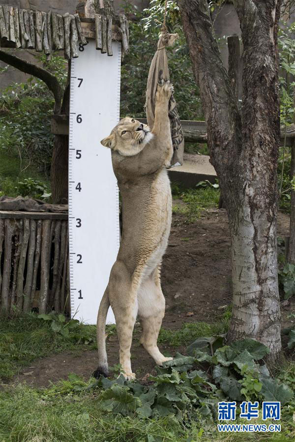 倫敦動物園“人口普查” 動物萌態十足（組圖）